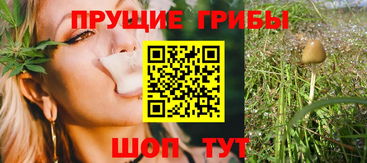 Пугачёв  Галлюциногенные грибы MAGIC MUSHROOMS  Вход с VPN 